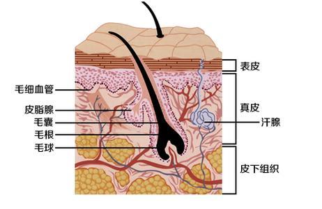 皮肤管理,皮肤管理培训,韩国皮肤管理 皮肤管理,皮肤管理培训,韩国皮肤管理
